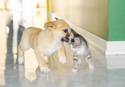 PMD Projects komandası &Uuml;mumd&uuml;nya Sahibsiz Heyvanlar G&uuml;n&uuml; ilə bağlı İDEA Heyvanlar Sığınacağını ziyarət etdi